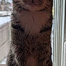Chloe joined the competition — help win amazing prizes! animal, backlit, cat, closeup, curious, domestic_cat, ears, feline, furniture, houseplant, indoor, looking, pet, portrait, sitting, tabby_cat, table, tail, whiskers, window