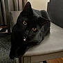 Nyx joined the competition — help win amazing prizes! black_cat, cat, pet, indoor, chair, furniture, golden_eyes, collar, bell, curious, relaxed, animal, mammal, whiskers, fur, domestic_cat, close_up, portrait, cute, cozy