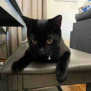 Nyx is registered to the contest to win money with this photo: black_cat, cat, pet, animal, indoor, bench, collar, bell, fur, whiskers, golden_eyes, paws, resting, close_up, feline, domestic_cat, curious, portrait, household, relaxed