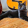 animal, bell, black_cat, cat, collar, feline, floor, fur, guitar, indoor, light, lying_down, musical_instrument, pet, relaxed, shadow, string_instrument, wall, wooden_floor, yellow_eyes