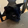 Nyx is registered to the contest to win money with this photo: animal, black_cat, cat, chair, closeup, curious, domestic_cat, ears, eye, face, feline, furniture, home, indoor, looking, pet, resting, table, whiskers, wooden_table