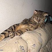 King Bumrigard is registered to the contest to win money with this photo: animal, cat, couch, cozy, ears, face, feline, floral_pattern, fur, home, indoor, lounging, paw, pet, relaxed, resting, sleepy, striped, tabby, upholstery