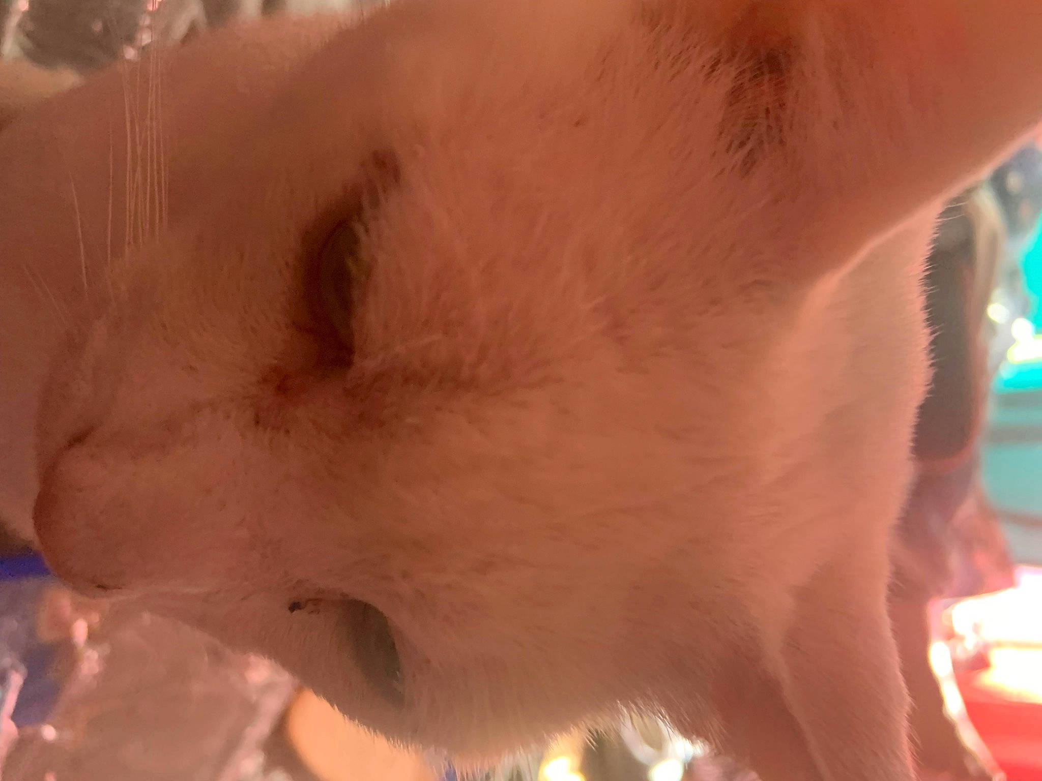 Marshmallow joined the competition — help win amazing prizes! canidae, carnivore, chest, dairy_cow, dog, dog_breed, event, fawn, felidae, fur, non_sporting_group, paw, snout, sporting_group, suidae, tail, terrestrial_animal, whiskers, wildlife, working_animal