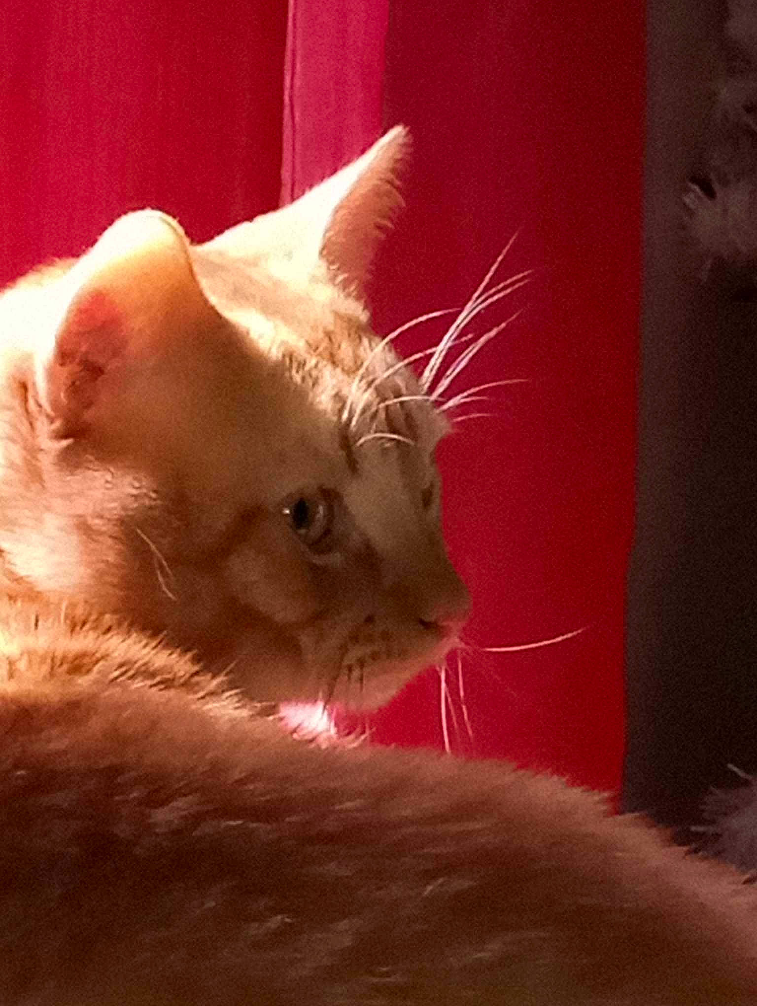 Spock joined the competition — help win amazing prizes! carnivore, cat, claw, comfort, domestic_short_haired_cat, ear, fawn, felidae, fur, paw, small_to_medium_sized_cats, tail, terrestrial_animal, whiskers, window