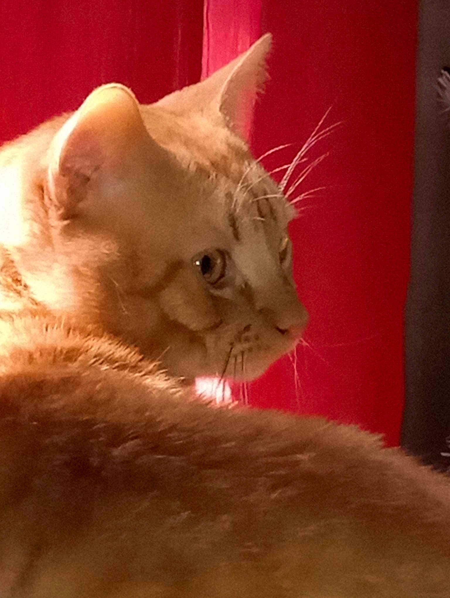 Spock is registered to the contest to win money with this photo: balinese, carnivore, cat, claw, domestic_short_haired_cat, ear, fawn, felidae, fur, paw, small_to_medium_sized_cats, tail, terrestrial_animal, thai, tonkinese, whiskers, window