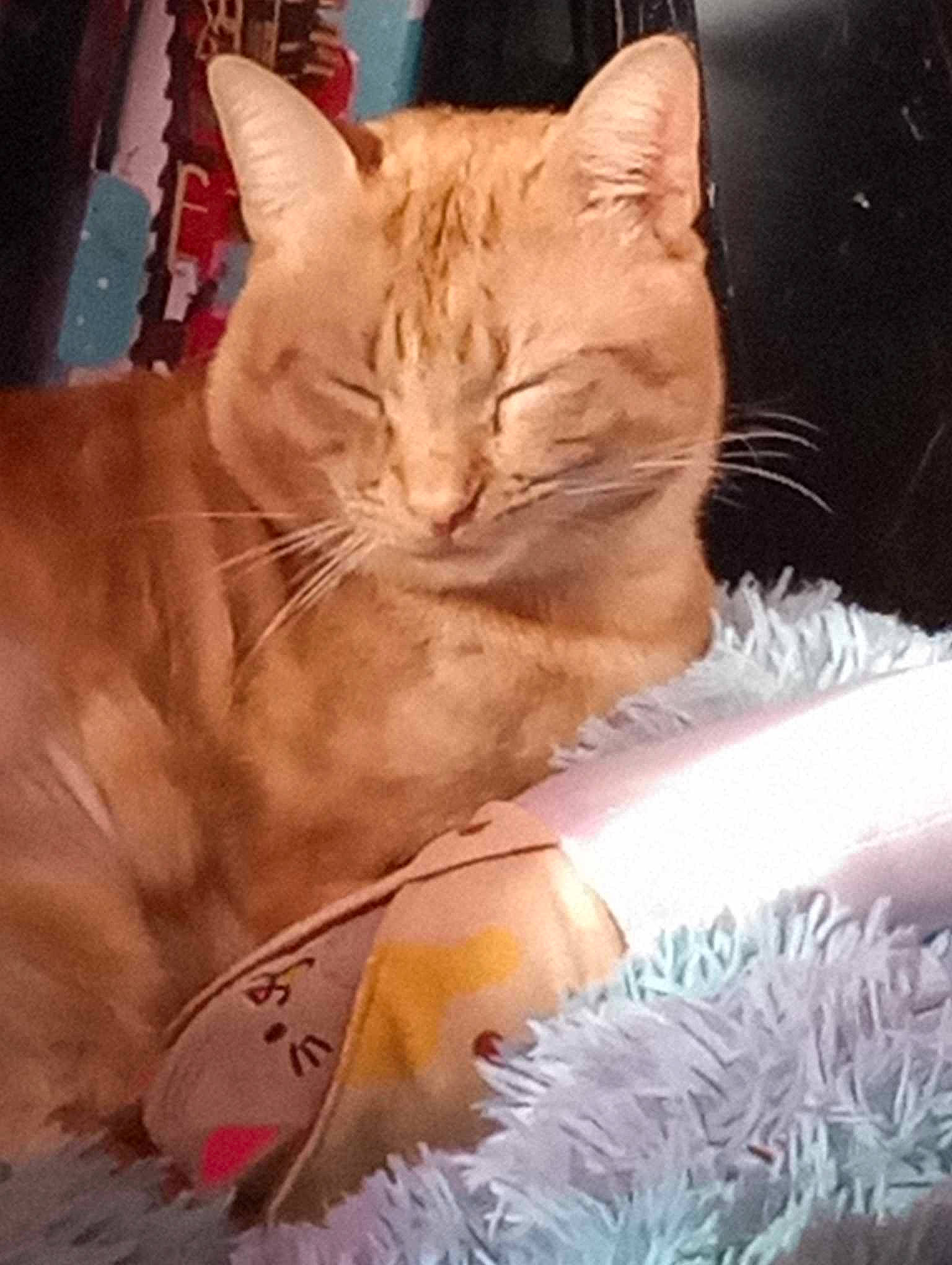 Spock joined the competition — help win amazing prizes! carnivore, cat, claw, comfort, domestic_short_haired_cat, eye, fawn, felidae, fur, gesture, human_leg, nap, paw, sitting, small_to_medium_sized_cats, snout, tail, whiskers, window