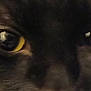 Ezekiel C. joined the competition — help win amazing prizes! cat, close_up, eyes, yellow_eyes, black_cat, feline, pupils, fur, whiskers, nose, gaze, stare, macro, portrait, pet, reflection, dark, mysterious, low_light, texture