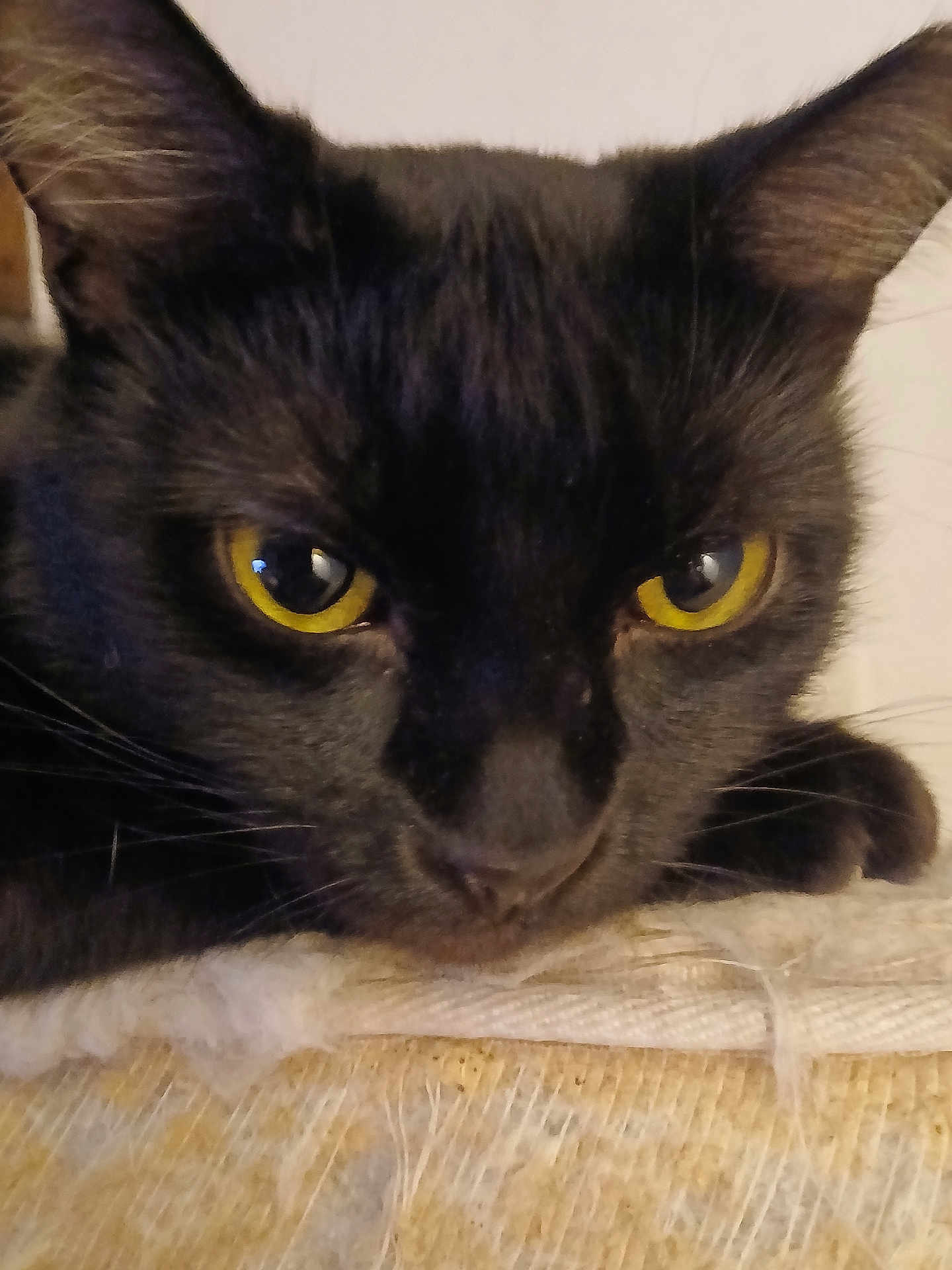 Ezekiel C. joined the competition — help win amazing prizes! cat, black_cat, close_up, face, yellow_eyes, whiskers, fur, nose, ears, pet, feline, portrait, indoor, resting, cozy, texture, blanket, macro, gaze, cute