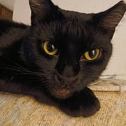 Ezekiel C. joined the competition — help win amazing prizes! cat, black_cat, feline, pet, close_up, yellow_eyes, whiskers, ear, paw, fur, portrait, indoor, stare, curious, nose, muzzle, eye_reflection, scratching_post, cozy, wall_background