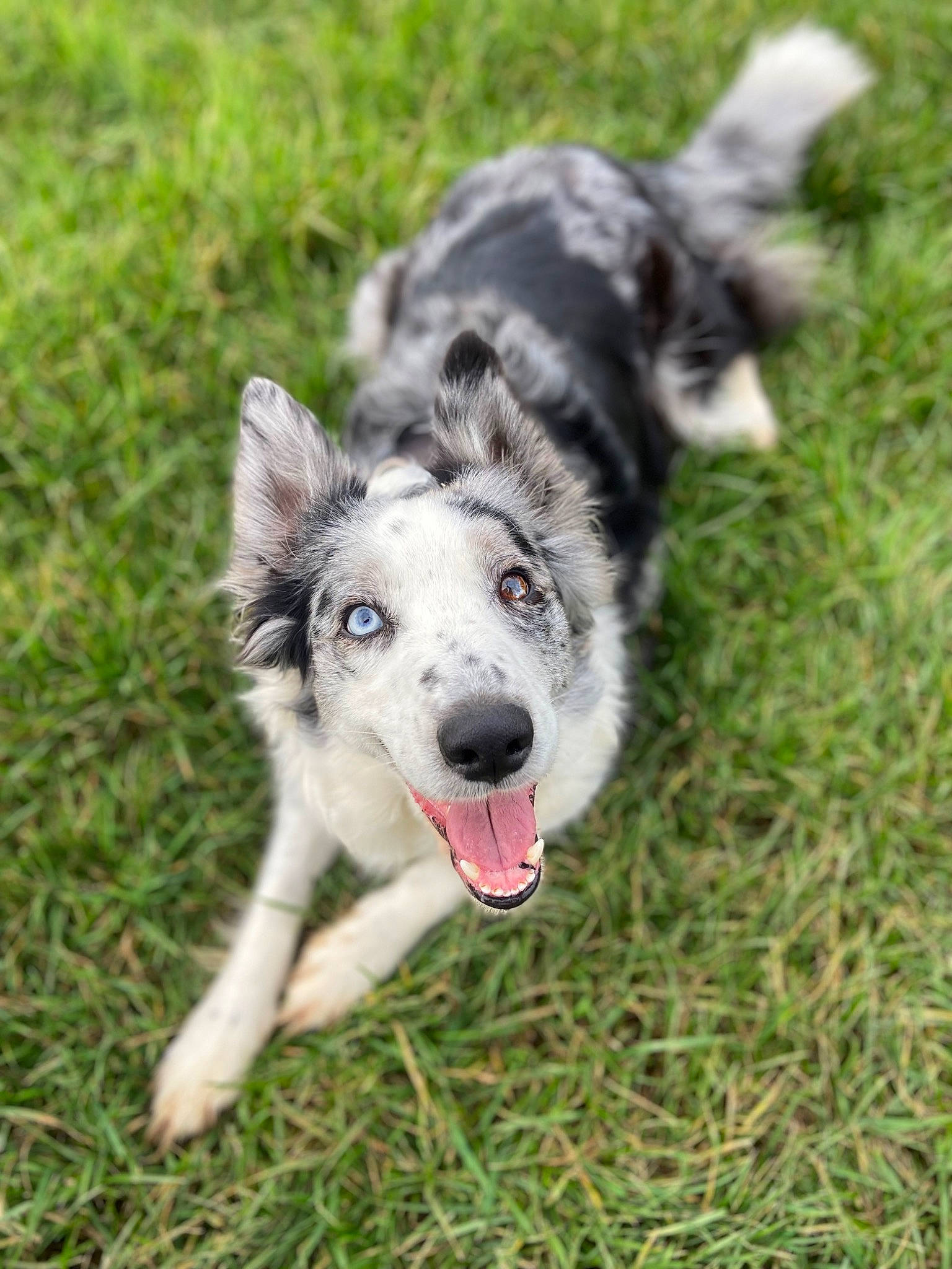 Kiara participe au concours pour gagner de l'argent avec cette photo : carnivore, companion_dog, dog, dog_breed, grass, groundcover, plant, snout, sporting_group, terrestrial_animal, working_animal, working_dog