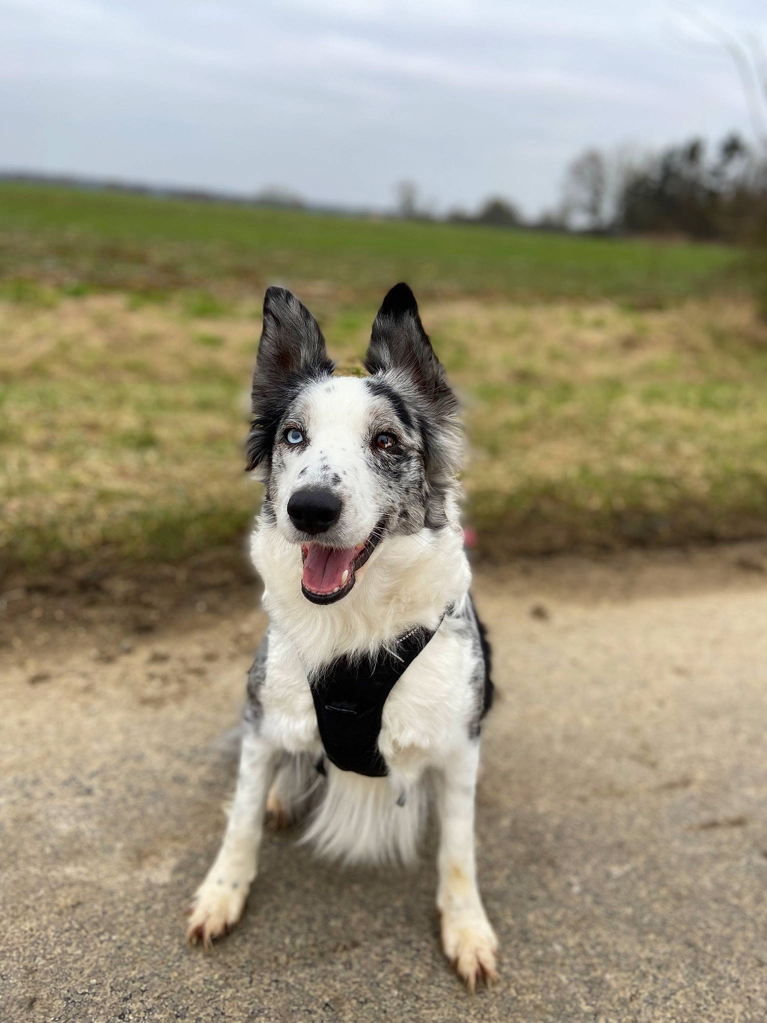 Kiara participe au concours pour gagner de l'argent avec cette photo : canidae, carnivore, cloud, collar, companion_dog, dog, dog_breed, grass, paw, road, road_surface, sky, soil, sporting_group, tail, tree, wildlife, working_dog