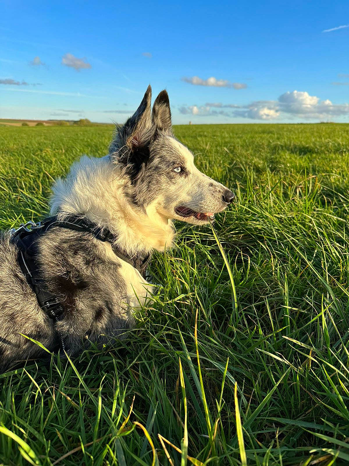 Kiara a rejoint le concours — aidez-le/la à gagner de superbes lots ! canis, carnivore, cloud, dog, dog_breed, fawn, german_shepherd_dog, grass, grassland, herding_dog, natural_landscape, pasture, people_in_nature, plant, prairie, sky, snout, terrestrial_animal, wolf, working_animal