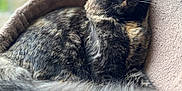 Louna participe au concours pour gagner de l'argent avec cette photo : cat, tortoiseshell, feline, pet, sleeping, cozy, basket, fur, tail, closeup, resting, indoors, soft_light, relaxed, whiskers, animal, cute, calm, comfort, portrait