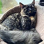 cat, tortoiseshell, feline, pet, sleeping, cozy, basket, fur, tail, closeup, resting, indoors, soft_light, relaxed, whiskers, animal, cute, calm, comfort, portrait
