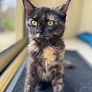 Louna a rejoint le concours — aidez-le/la à gagner de superbes lots ! cat, tortoiseshell, window, indoor, pet, feline, curious, yellow_eyes, fur, mat, closeup, portrait, animal, whiskers, ears, soft_light, blurred_background, domestic_cat, sitting, looking_out