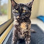 cat, tortoiseshell, window, indoor, pet, feline, curious, yellow_eyes, fur, mat, closeup, portrait, animal, whiskers, ears, soft_light, blurred_background, domestic_cat, sitting, looking_out