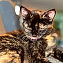 cat, tortoiseshell, pet, animal, fur, tongue, close_up, portrait, indoor, relaxed, cute, whiskers, ears, face, feline, laying, soft_light, expression, domestic_cat, blurred_background