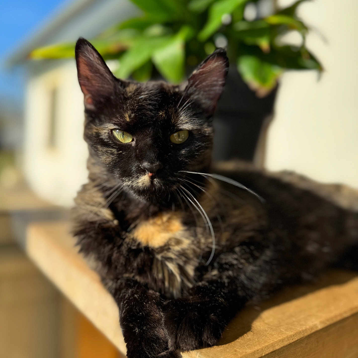 Louna