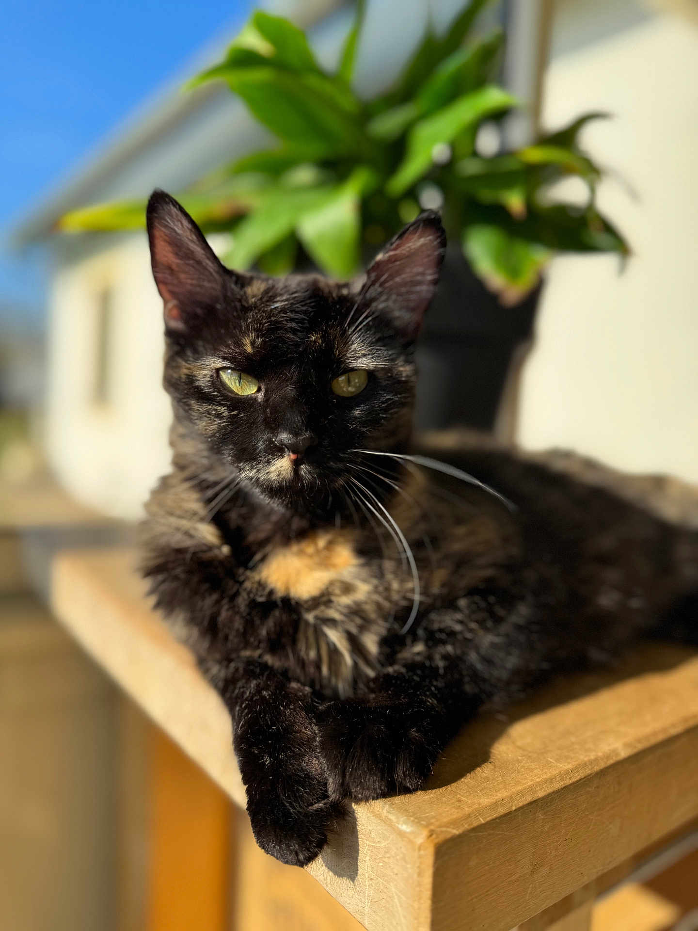 Louna