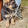 puppy, dog, german_shepherd, animal, outdoor, fur, pet, young, brown, black, ears, face, snout, grass, dirt, plant, curious, sitting, nature, closeup