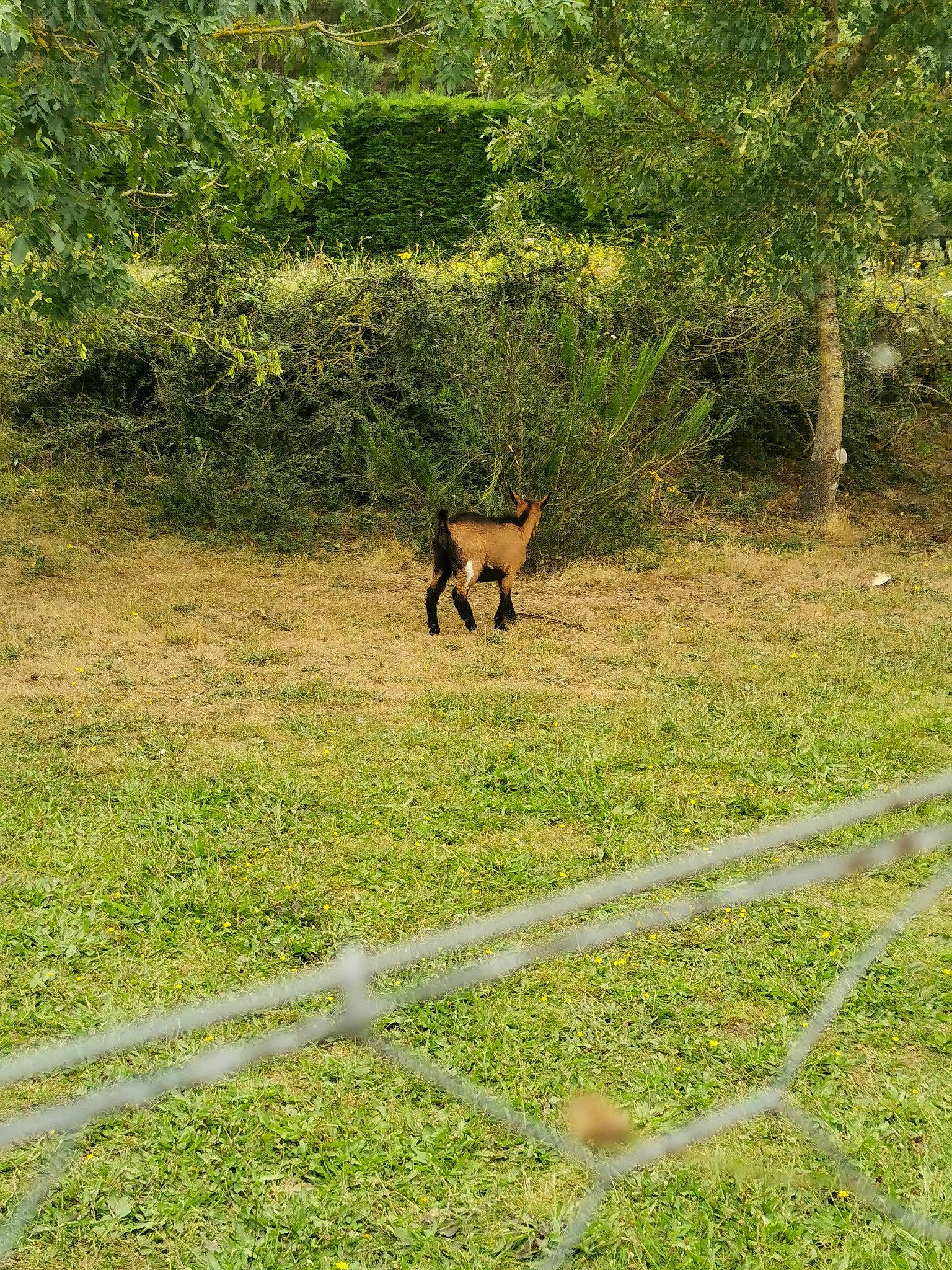 Louise a rejoint le concours — aidez-le/la à gagner de superbes lots ! canidae, carnivore, dog_breed, fawn, grass, grass_family, grassland, grazing, groundcover, land_lot, landscape, lawn, meadow, natural_landscape, plant, recreation, sporting_group, tail, terrestrial_animal, tree