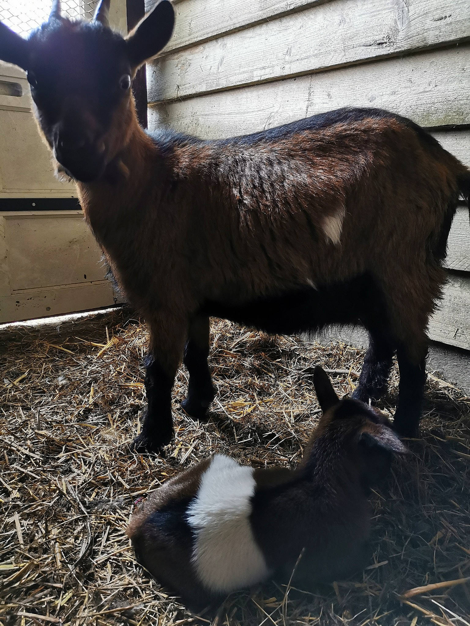 Louise a rejoint le concours — aidez-le/la à gagner de superbes lots ! fur, goat, goat_antelope, goats, grass, horn, human_leg, liver, livestock, mammal, shadow, sheep, snout, tail, terrestrial_animal, vertebrate, wildlife, working_animal