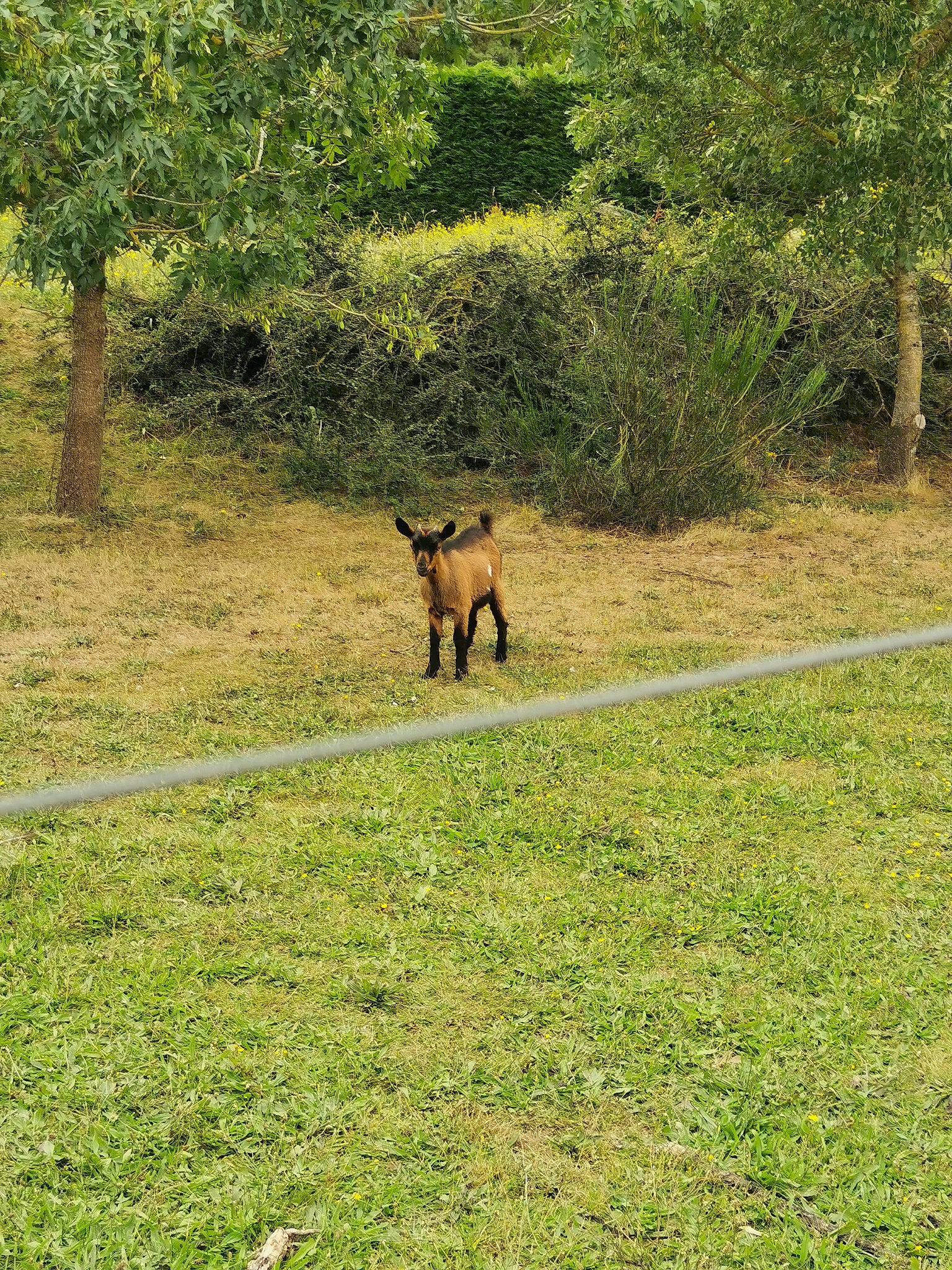 Louise a rejoint le concours — aidez-le/la à gagner de superbes lots ! deer, fawn, forest, grass, grass_family, grassland, grazing, groundcover, landscape, lawn, meadow, natural_landscape, pasture, plant, prairie, tail, terrestrial_animal, tree, wildlife, woodland