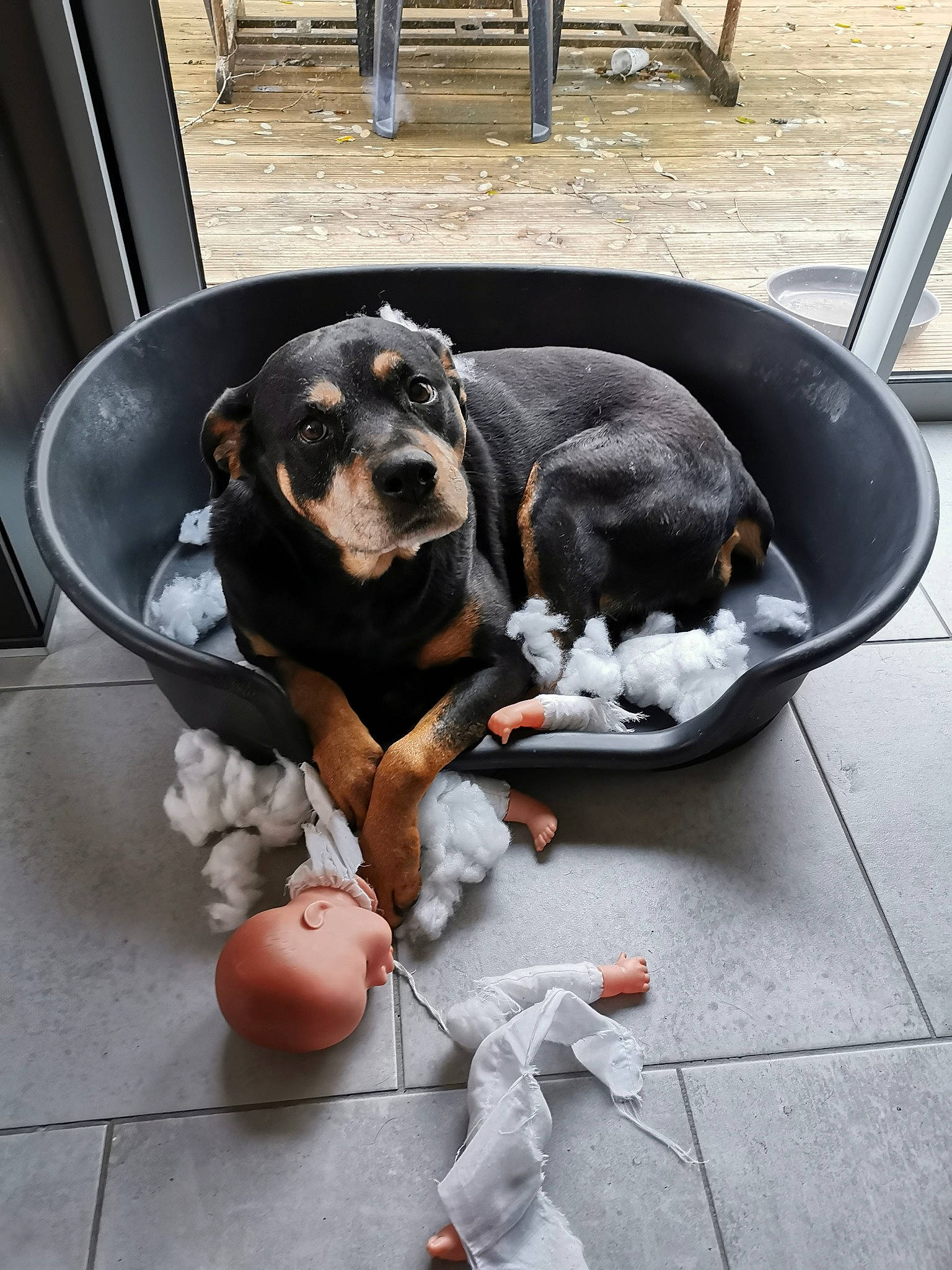 Daya a rejoint le concours — aidez-le/la à gagner de superbes lots ! canidae, carnivore, collar, comfort_food, companion_dog, cuisine, dog, dog_breed, dog_supply, guard_dog, recipe, snout, sporting_group, toy, working_dog