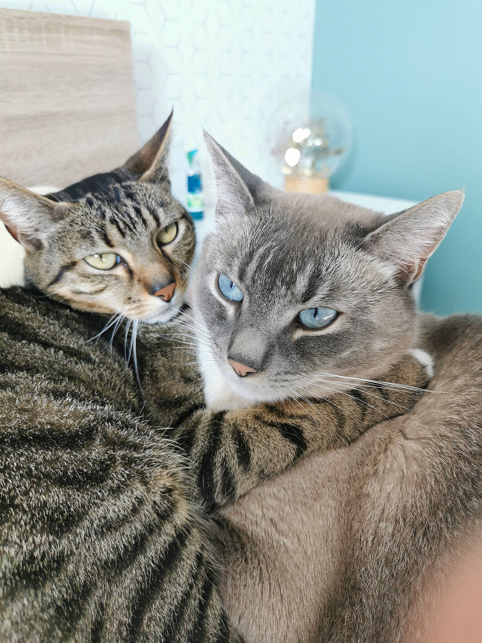 Flopy participe au concours pour gagner de l'argent avec cette photo : carnivore, cat, cat_supply, claw, comfort, domestic_short_haired_cat, door, eye, felidae, fur, paw, small_to_medium_sized_cats, snout, tail, terrestrial_animal, tree, whiskers, wildlife, window