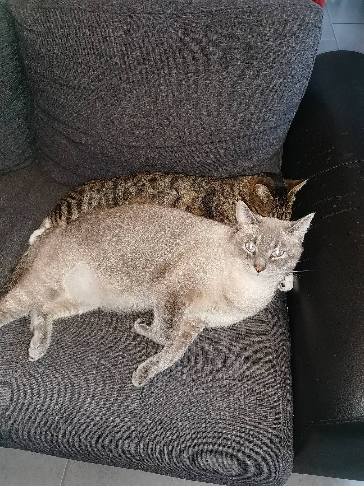 Flopy participe au concours pour gagner de l'argent avec cette photo : canidae, carnivore, cat, cat_bed, claw, comfort, couch, domestic_short_haired_cat, fawn, felidae, fur, furniture, grey, linens, nap, paw, small_to_medium_sized_cats, tail, whiskers, wood