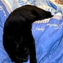 animal, bed, black_cat, blanket, blue_blanket, cat, claw, cozy, cute, domestic, feline, fur, indoor, paw, pet, relaxed, resting, sleep, sleeping, soft