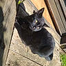 Shadow participe au concours pour gagner de l'argent avec cette photo : black_cat, cat, animal, pet, sunlight, wooden_surface, outdoor, nature, greenery, feline, relaxed, resting, curious, daylight, texture, closeup, sunny, shadow, ears, whiskers