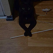 Shadow a rejoint le concours — aidez-le/la à gagner de superbes lots ! black_cat, cat, toy_mouse, wooden_floor, dim_lighting, pet, animal, indoor, crossed_paws, floor, play_toy, dark, eyes, pet_toy, feline, shadow, corner, stick, curious, quiet