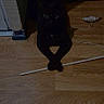 animal, black_cat, cat, corner, crossed_paws, curious, dark, dim_lighting, eyes, feline, floor, indoor, pet, pet_toy, play_toy, quiet, shadow, stick, toy_mouse, wooden_floor