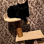 animal, black_cat, cat_tree, cozy, cute, domestic_cat, feline, furniture, indoor, low_light, patterned_wallpaper, pet, pet_accessory, playful, plush, resting_cat, shadow, sisal, wallpaper, wood_floor