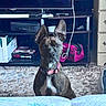 Winnie joined the competition — help win amazing prizes! dog, pet, animal, brindle, pointy_ears, collar, pink_collar, white_chest, sitting, portrait, indoors, living_room, television, entertainment_center, rug, blanket, furniture, cable, bag, centered_composition