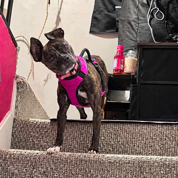 Winnie joined the competition — help win amazing prizes! dog, brindle_dog, small_dog, french_bulldog, pet, animal, staircase, stairs, indoors, home, hallway, carpet, harness, pink_harness, standing, alert, ears, portrait, colorful_wall, geometric_pattern