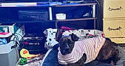 Winnie is registered to the contest to win money with this photo: dog, pet, brown_dog, sweater, pink_clothing, dog_bed, lying_down, indoors, living_room, television, furniture, toys, plush_toy, blanket, dresser, carpet, home, portrait, alert, cozy