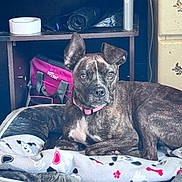 Winnie joined the competition — help win amazing prizes! dog, brindle_dog, pet, animal, portrait, sitting, lying_down, indoors, home, blanket, dog_bed, pink_collar, floppy_ears, brown_coat, white_chest, front_facing, alert, shelving, furniture, cozy
