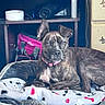 dog, brindle_dog, pet, animal, portrait, sitting, lying_down, indoors, home, blanket, dog_bed, pink_collar, floppy_ears, brown_coat, white_chest, front_facing, alert, shelving, furniture, cozy
