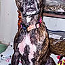 Winnie joined the competition — help win amazing prizes! dog, brindle_dog, boxer, sitting, portrait, indoors, pet, collar, large_ears, pointed_ears, wide_eyes, serious_expression, flash_photography, blanket, stuffed_toys, shelf, snack_bags, home, animal, close_up