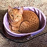 cat, ginger_cat, orange_cat, pet, animal, feline, purple_bed, pet_bed, curled_up, sitting, indoors, carpet, cozy, whiskers, ears, eyes, fur, home, floor, portrait