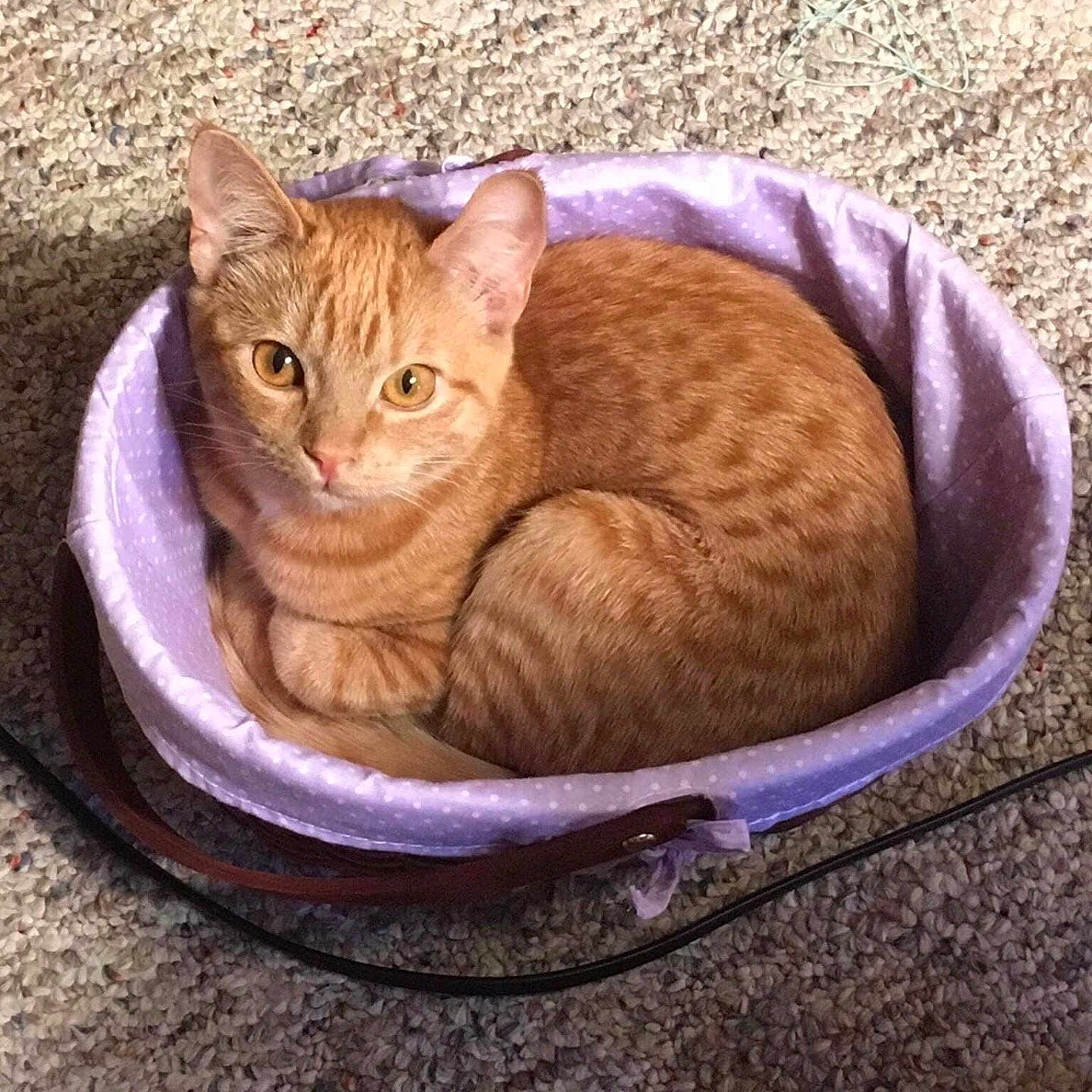 Kiara