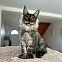 cat, kitten, gray_tabby, fluffy, fur, pet, animal, indoor, cozy, blanket, cute, young_cat, whiskers, ears, eyes, sitting, portrait, feline, soft, domestic_animal