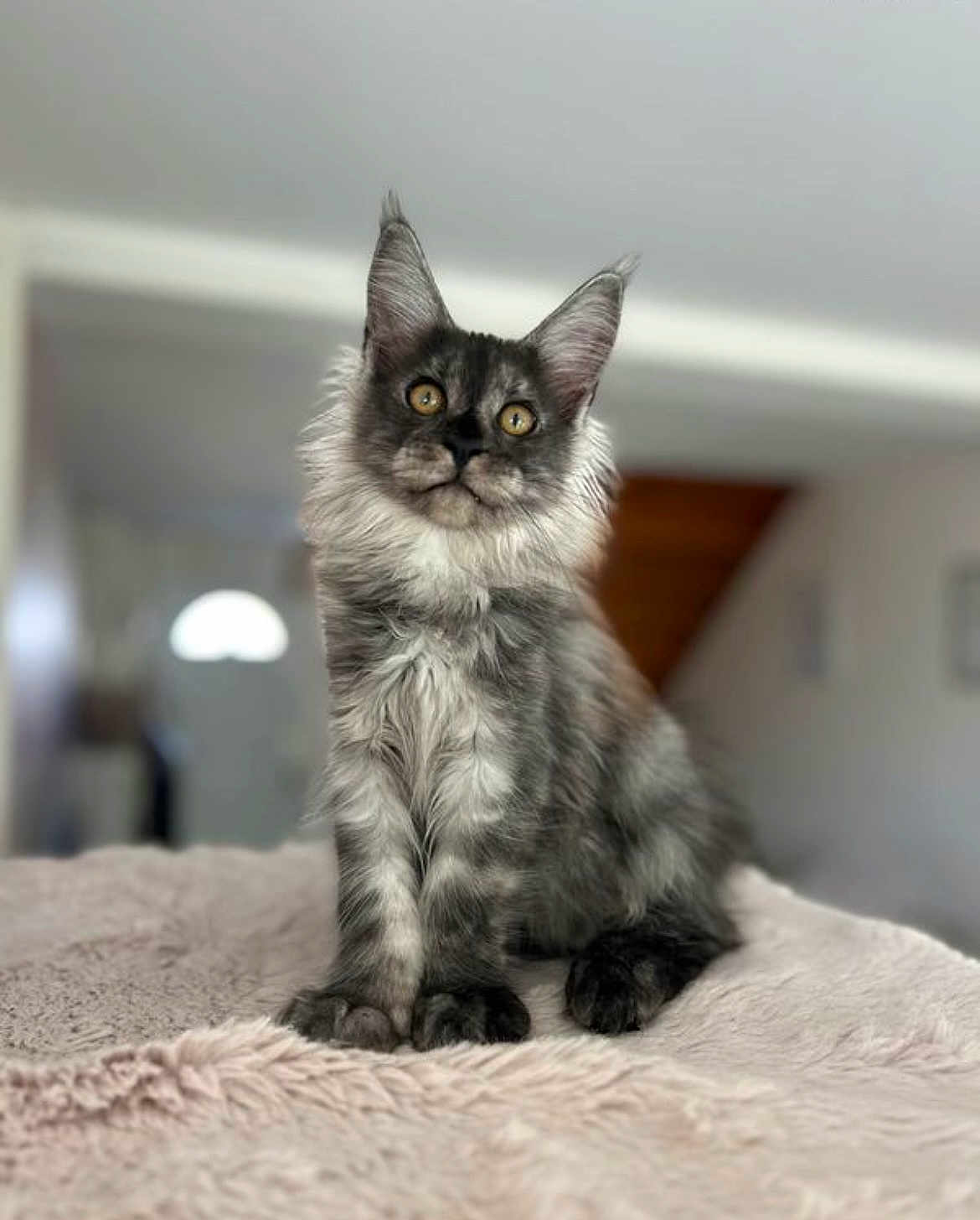 Aby a rejoint le concours — aidez-le/la à gagner de superbes lots ! cat, kitten, gray_tabby, fluffy, fur, pet, animal, indoor, cozy, blanket, cute, young_cat, whiskers, ears, eyes, sitting, portrait, feline, soft, domestic_animal