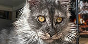 Aby participe au concours pour gagner de l'argent avec cette photo : cat, fluffy, gray, golden_eyes, indoor, feline, cute, pet, animal, relaxed, close_up, whiskers, paw, fur, portrait, curious, domestic, wooden_surface, soft_light, mammal