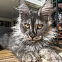 Aby participe au concours pour gagner de l'argent avec cette photo : cat, fluffy, gray, golden_eyes, indoor, closeup, portrait, feline, paw, whiskers, fur, animal, pet, relaxed, looking_at_camera, young, sitting, wooden_surface, household, cute