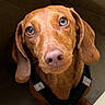 Ziggy a rejoint le concours — aidez-le/la à gagner de superbes lots ! dog, dachshund, pet, brown_coat, harness, looking_up, ears, floor, indoor, close_up, animal, cute, domestic_animal, canine, portrait, eyes, snout, whiskers, sitting, companion