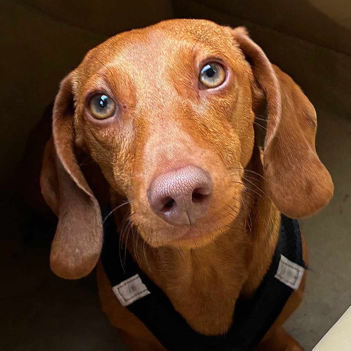 Ziggy a rejoint le concours — aidez-le/la à gagner de superbes lots ! dog, dachshund, pet, brown_coat, harness, looking_up, ears, floor, indoor, close_up, animal, cute, domestic_animal, canine, portrait, eyes, snout, whiskers, sitting, companion
