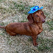 Ziggy a rejoint le concours — aidez-le/la à gagner de superbes lots ! dog, dachshund, hat, blue_hat, grass, outdoor, pet, animal, brown_dog, small_dog, canine, cute, portrait, looking_up, standing, short_hair, ears, tail, nature, playful